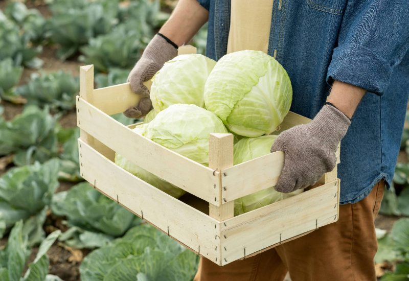 farmer-work-gloves-carring-ripe-cabbages-into-wooden-box-while-walking-along